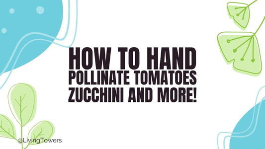 How To Hand Pollinate Tomatoes, Zucchini and more!