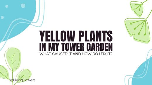 Yellow Plants in My Tower Garden. What Happened and How Can I Resolve It?
