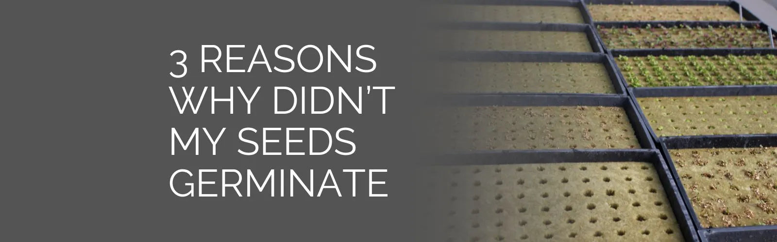 3 Reasons why your seeds didn't germinate and how to prevent that from happening