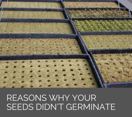 3 Reasons why your seeds didn't germinate and how to prevent that from happening
