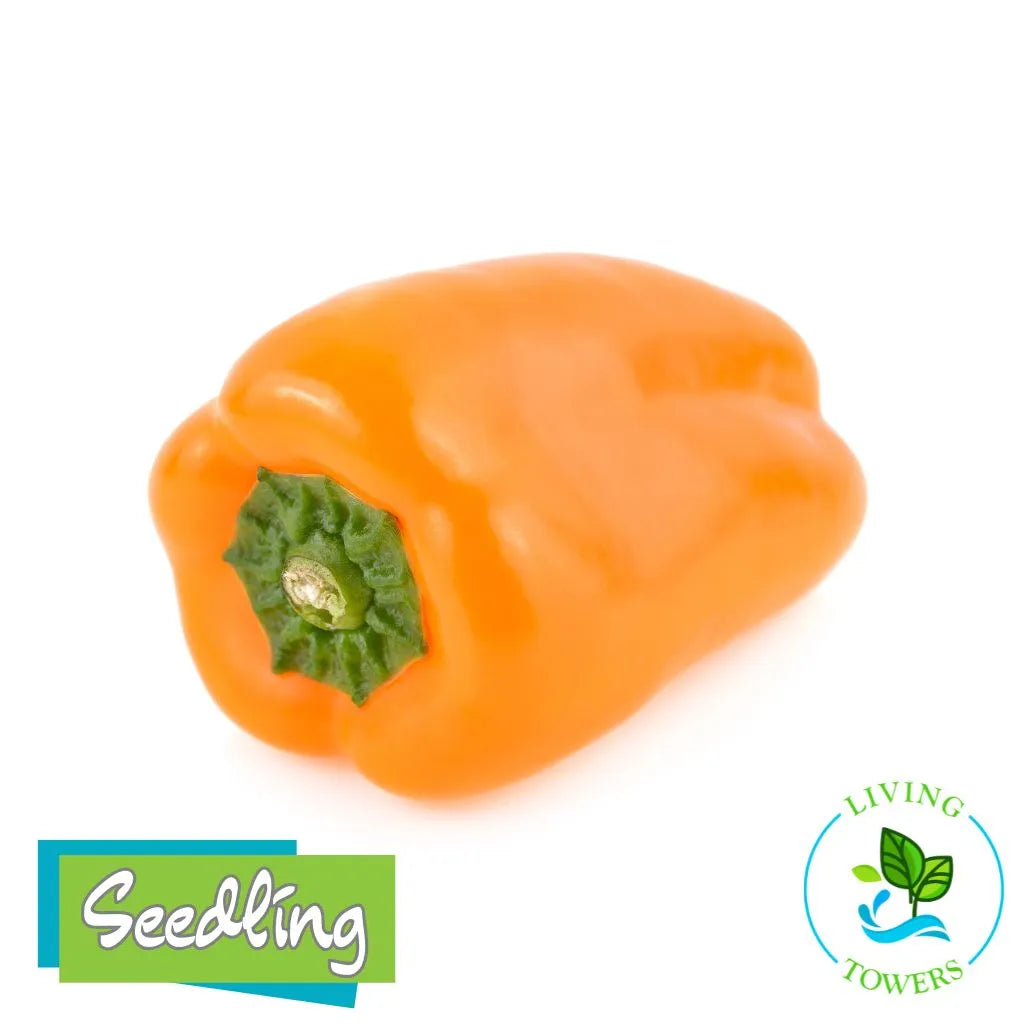 Vegetables - Pepper, Aura