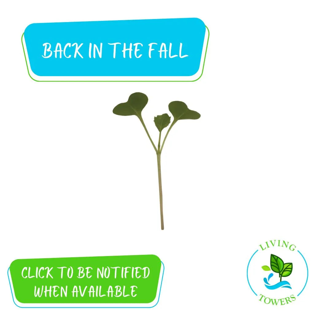 MicroGreens - Broccoli Mix