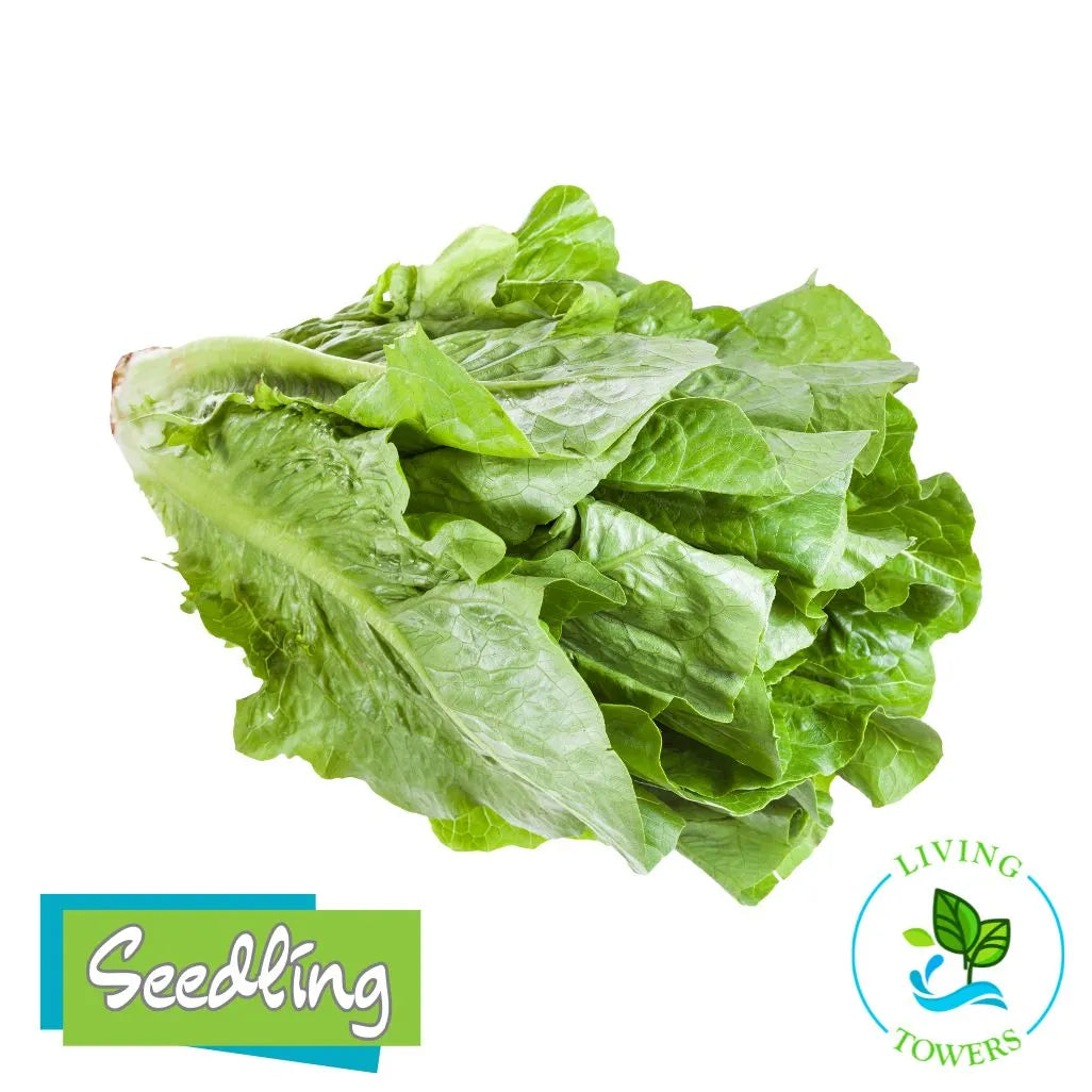 Lettuce - Romaine, Bluerock