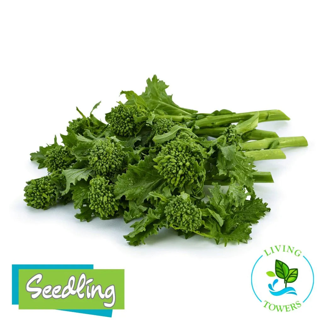 Greens - Broccoli Raab