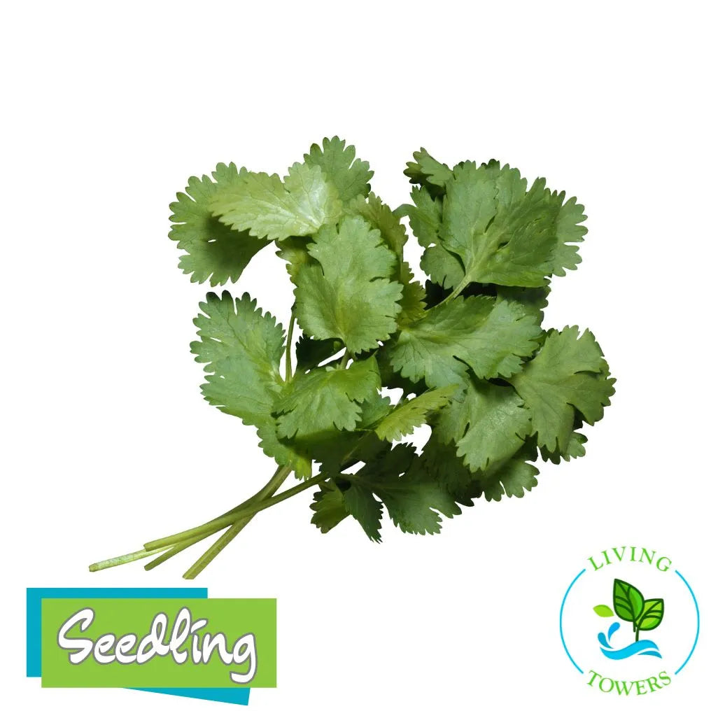Herbs - Cilantro, Santo