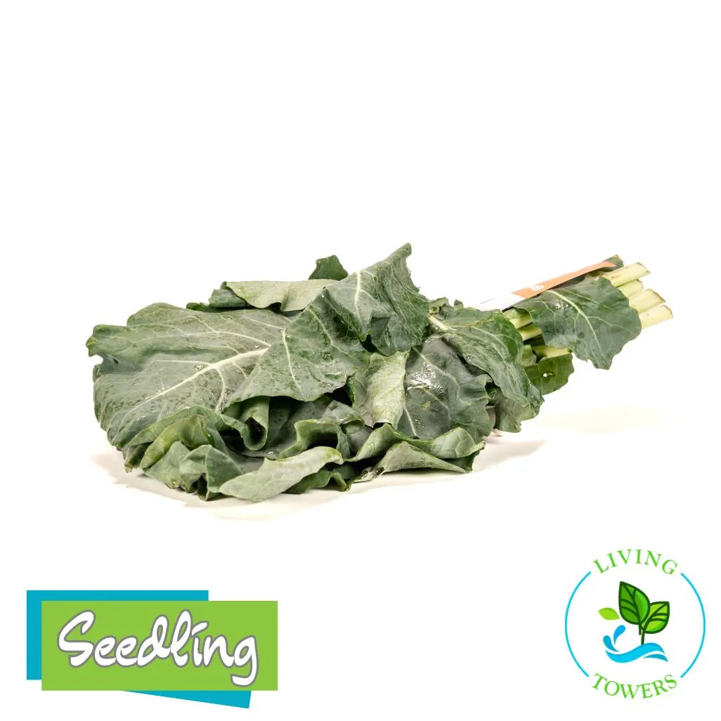 Greens - Collards, Flash