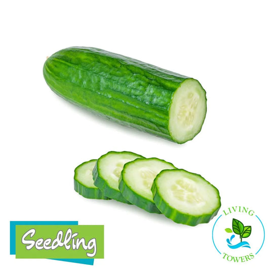 Diva Cucumber Tower Garden Seedling | Living Towers Florida Keys