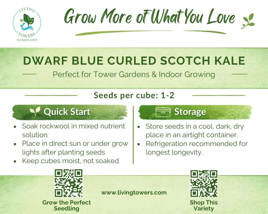 Greens - Kale, Dwarf Blue Curled Scotch Seeds