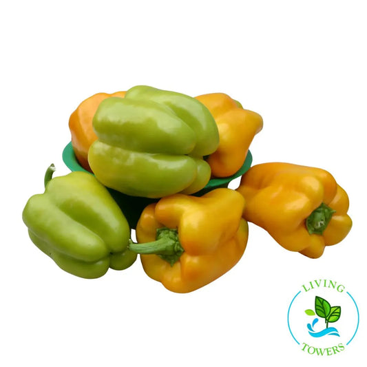 Flavorburst Bell Pepper Tower Garden Seedling from Living Towers