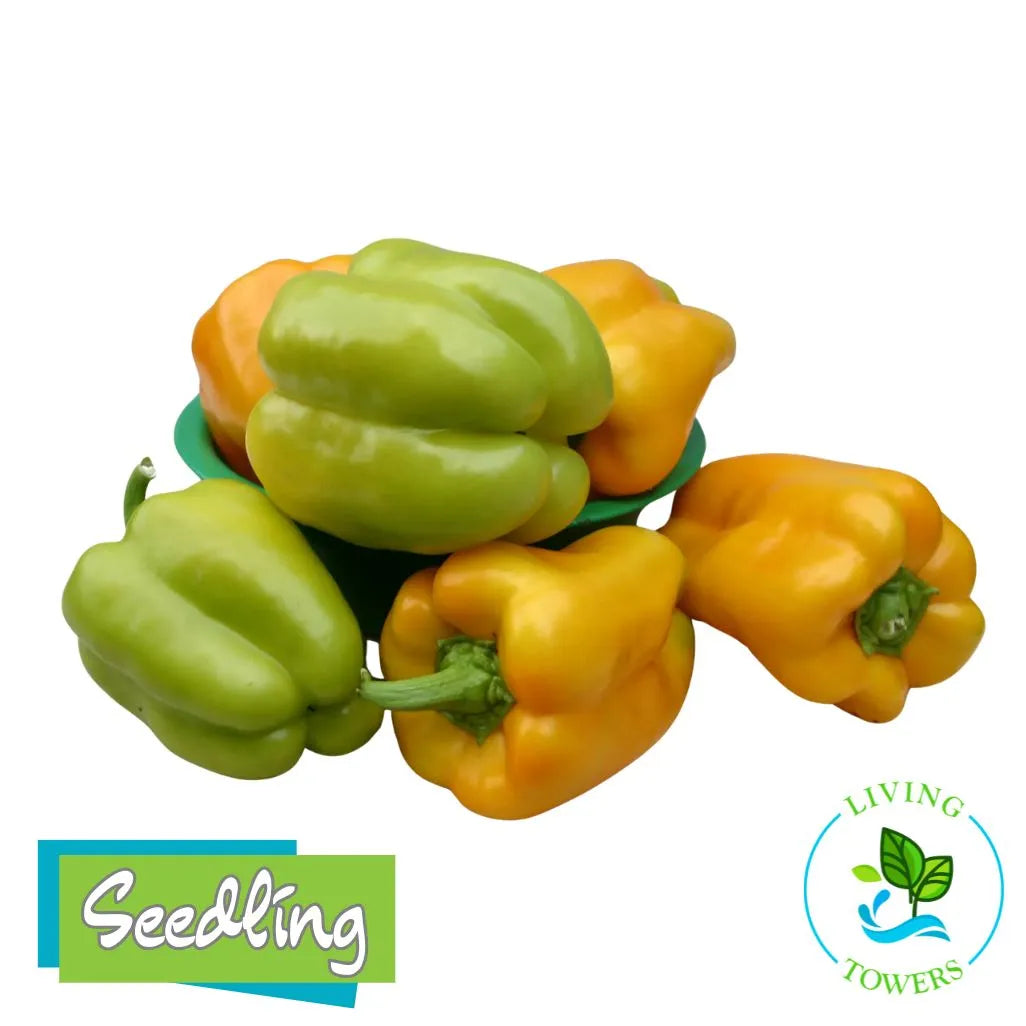 Green and yellow bell peppers with 'Seedling' and 'Living Towers' logos on a white background