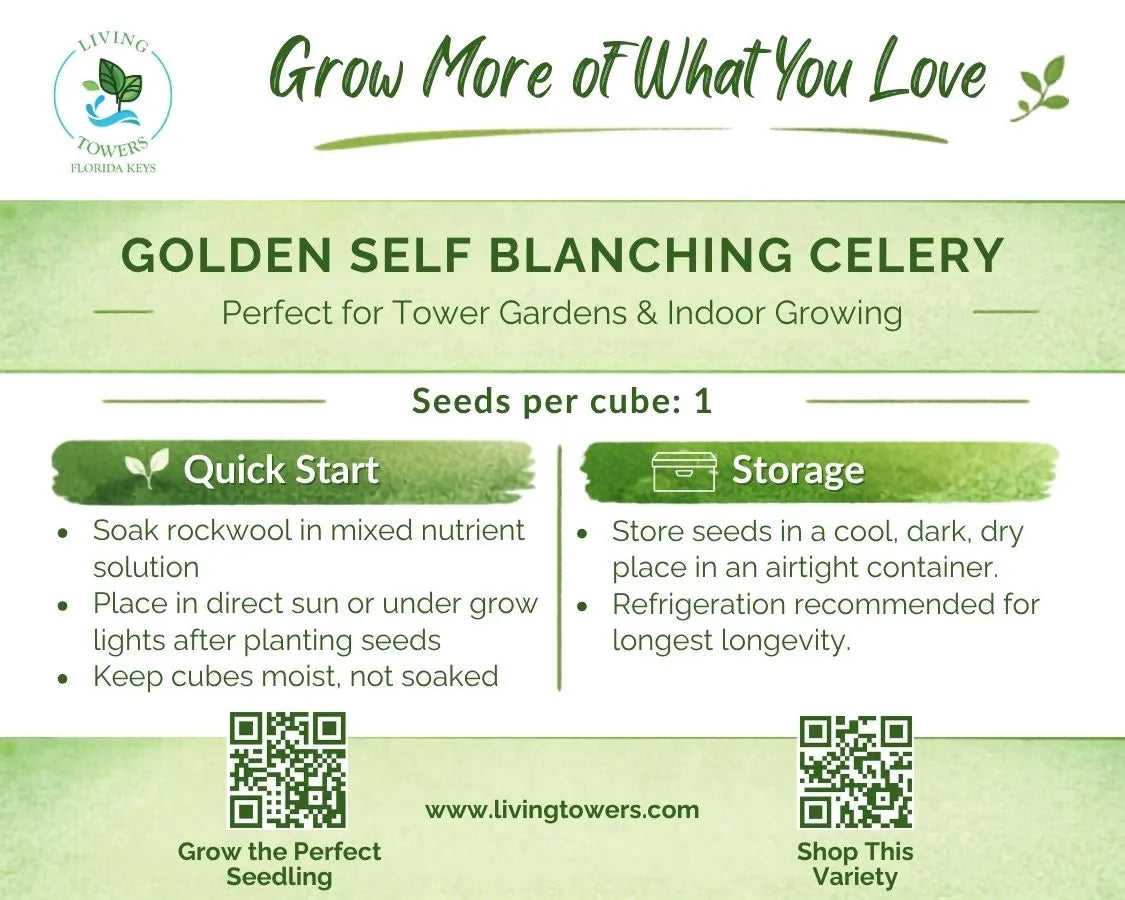 Vegetables - Celery, Golden Self Blanching Seeds