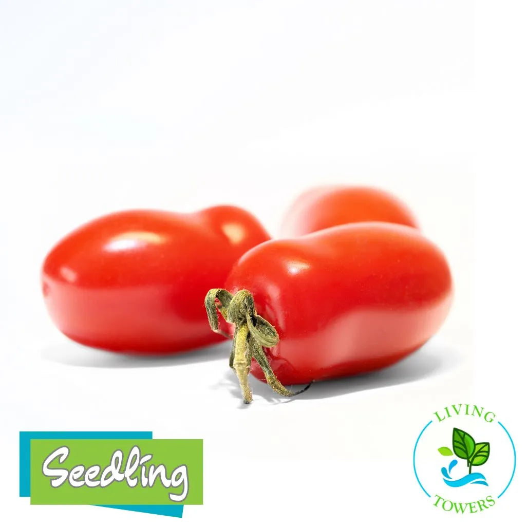 Red Granadero tomatoes with a small plant on a white background, featuring 'Seedling' and 'Living Towers' logos.