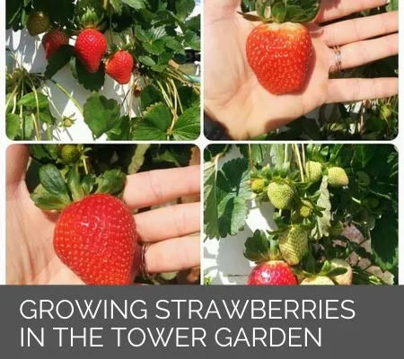 Growing Strawberries in the Tower Garden Mobile