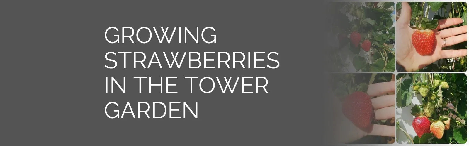 Growing Strawberries in the Tower Garden