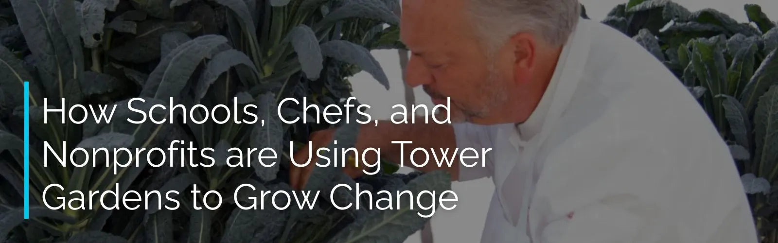 Chef working with plants in a garden setting, with text overlay about schools, chefs, and nonprofits using tower gardens.