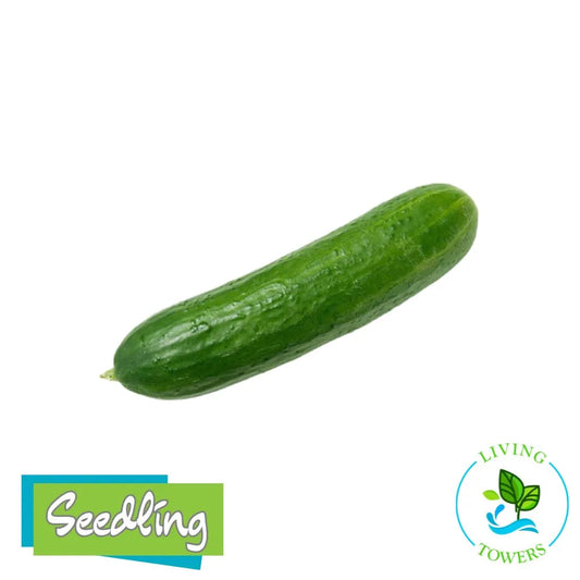 Katrina Cucumber Tower Garden Seedling | Living Towers Florida Keys