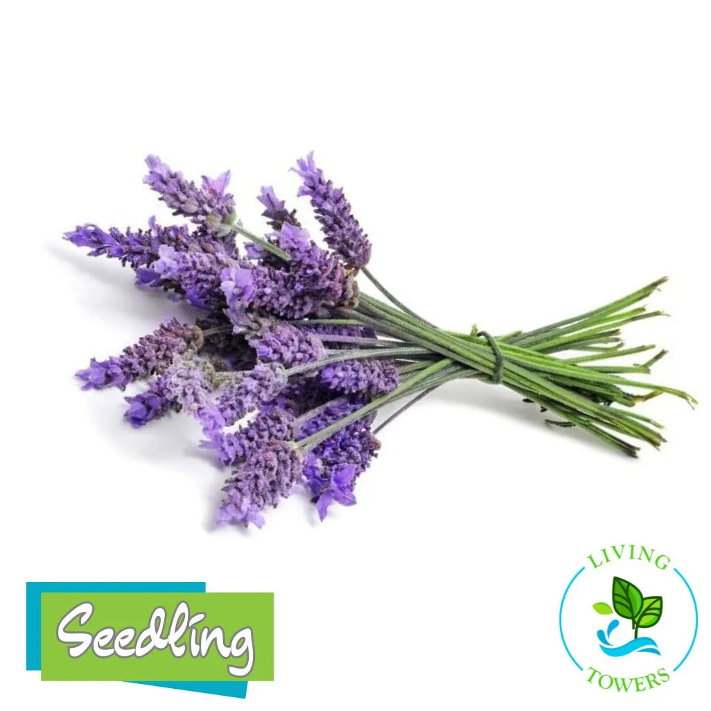 Herbs - Lavender