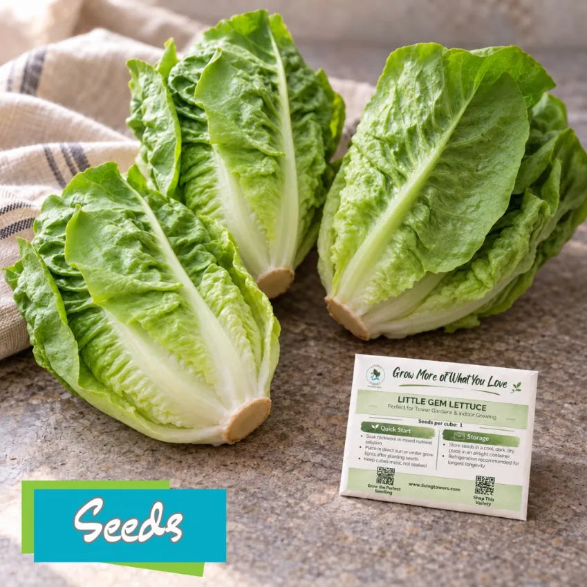Lettuce - Romaine, Little Gem Seeds