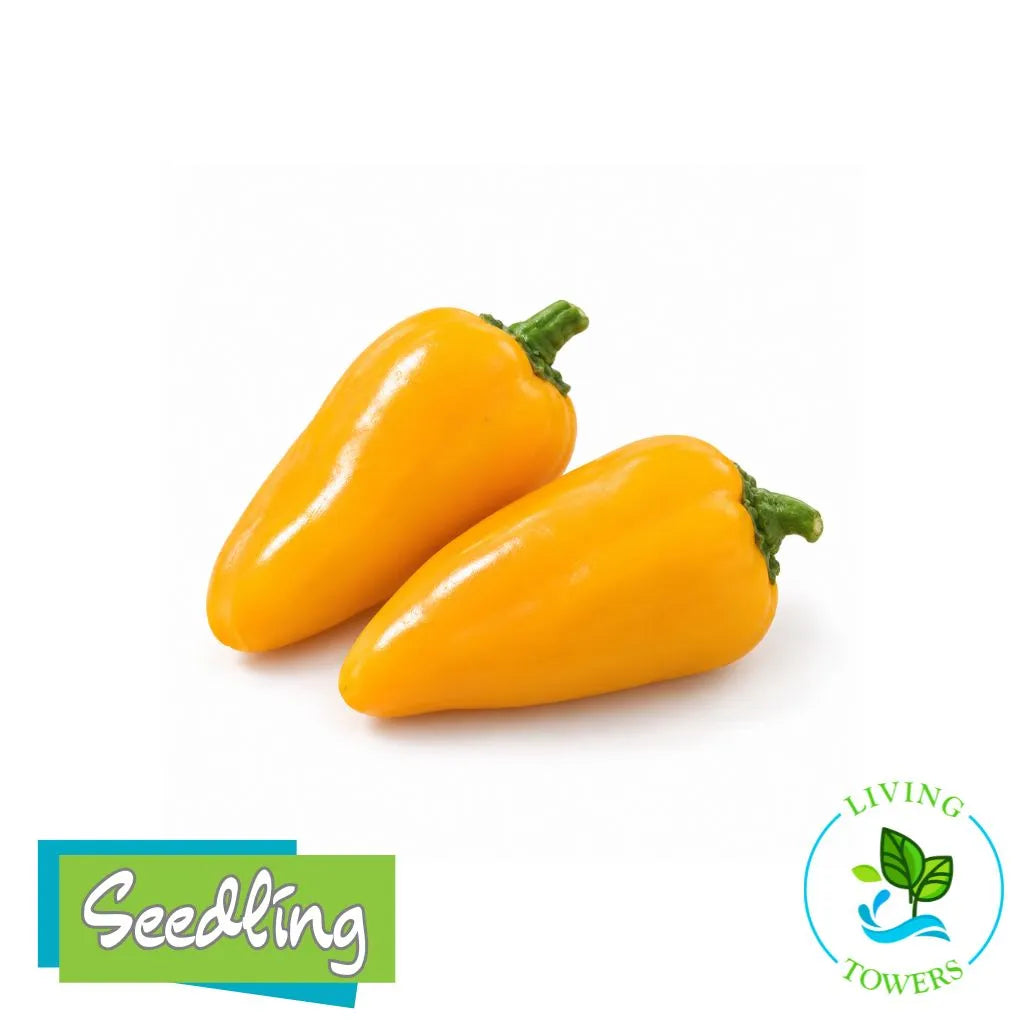 Vegetables - Pepper, Lunchbox