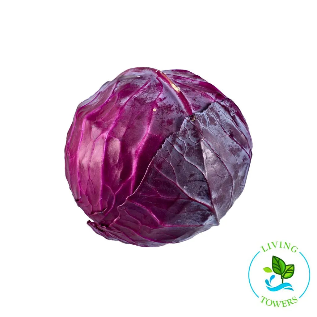 Greens - Cabbage, Primero