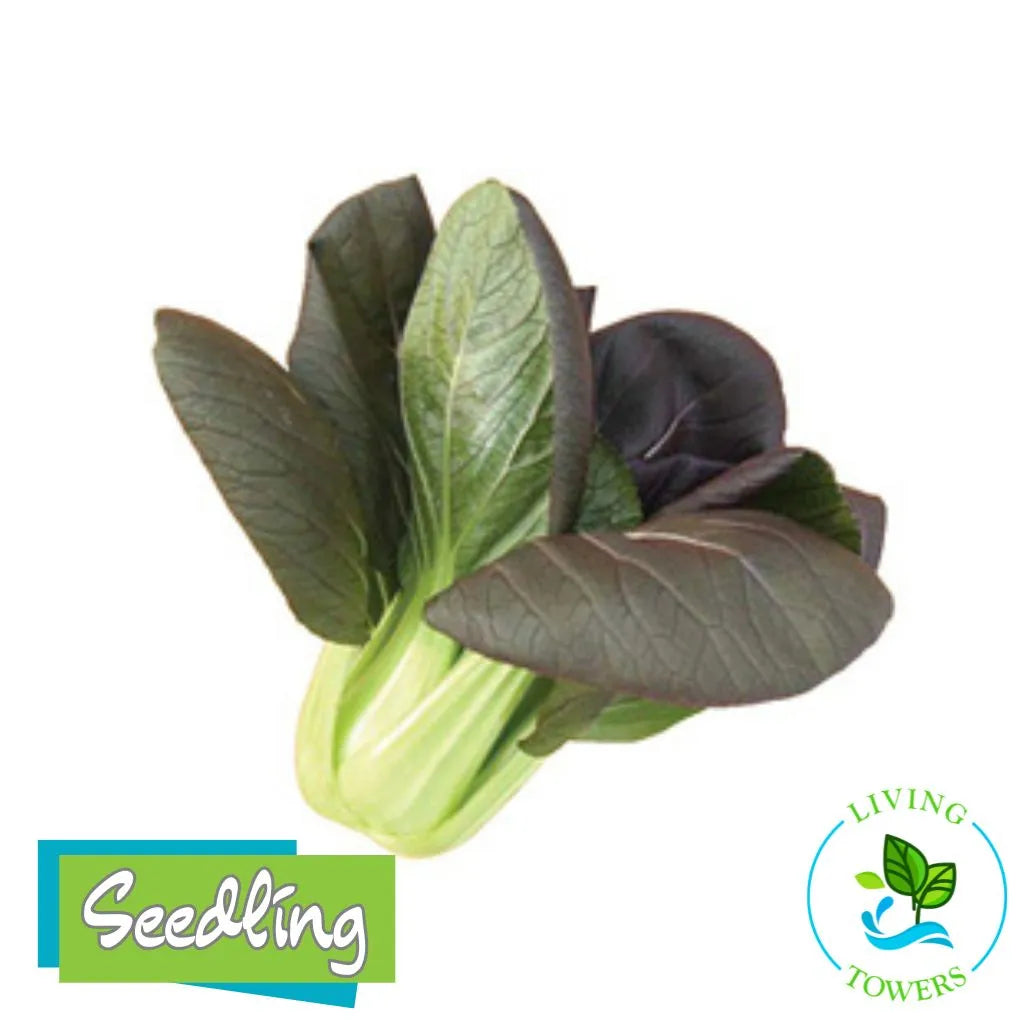 Greens - Pac Choi, Red