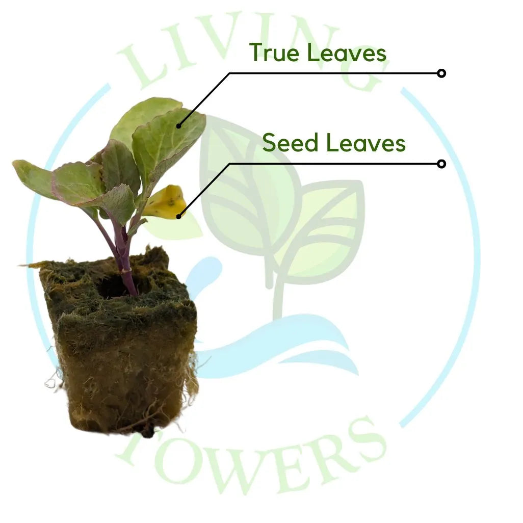 Snow Crown Cauliflower Tower Garden Seedling | Living Towers Florida Keys