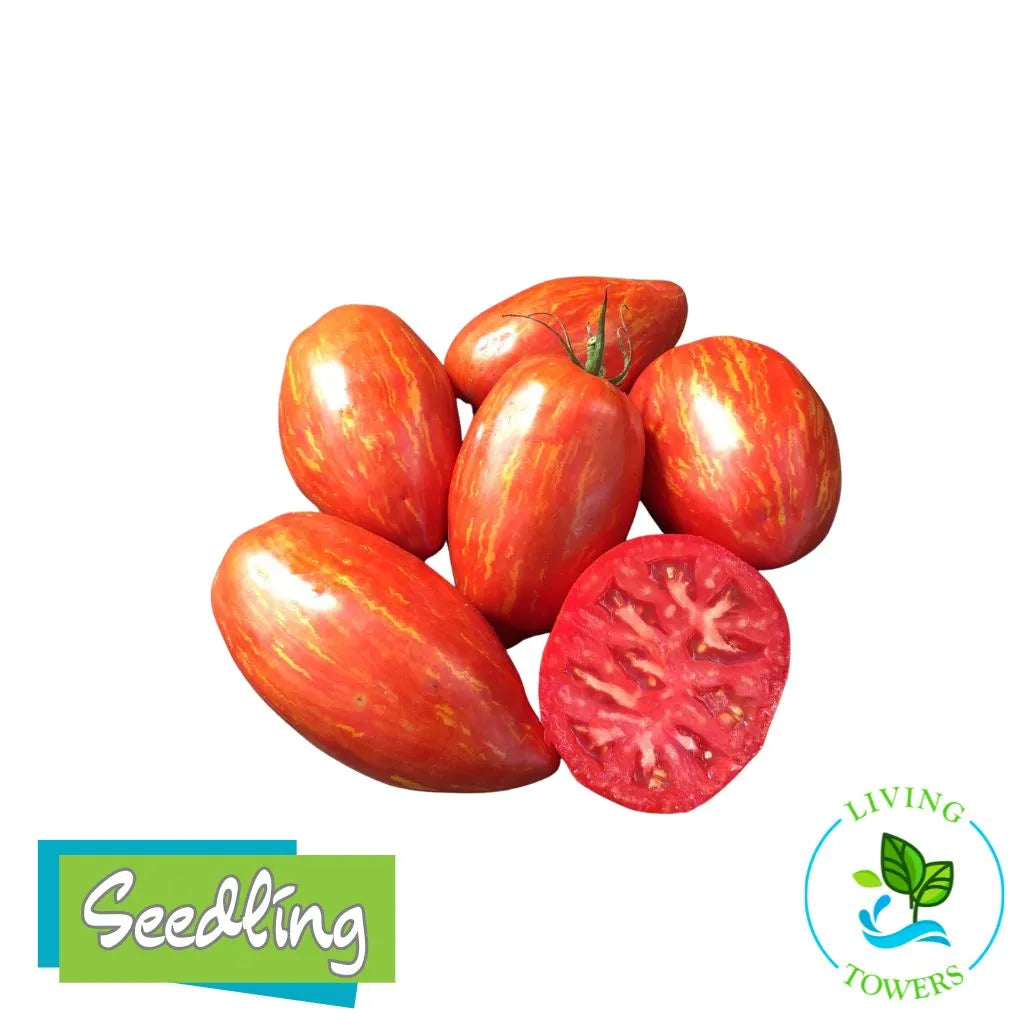 Red and orange speckled roman tomatoes with a halved tomato on a white background, featuring 'Seedling' and 'Living Towers' logos.
