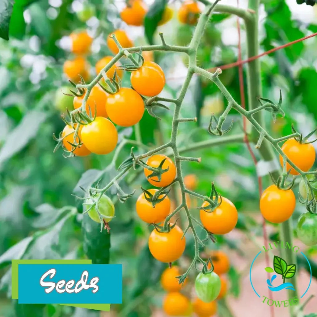 Vegetables - Tomato, Sun Gold Seeds