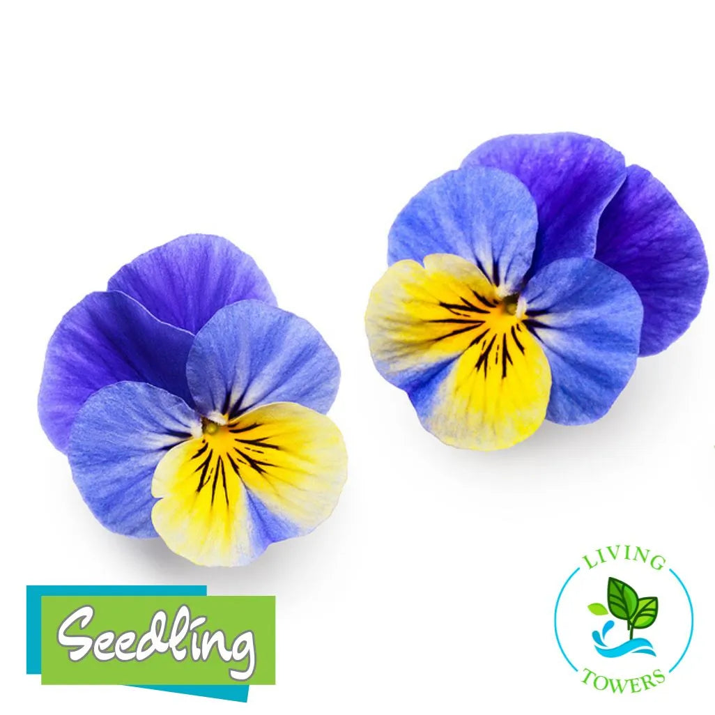 edible viola flower seeds Tower Garden Ready Viola Seedling