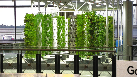 What Happened to Chicago O’Hare’s Aeroponic Garden?
