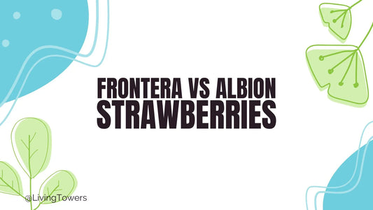Frontera vs. Albion Strawberries: Which Variety Fits Your Growing Style and Climate?
