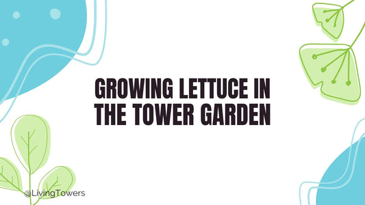 Growing Lettuce in a Tower Garden