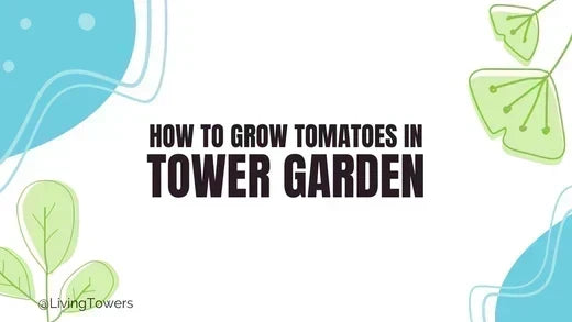 Growing Tomatoes in a Tower Garden: A Complete Guide