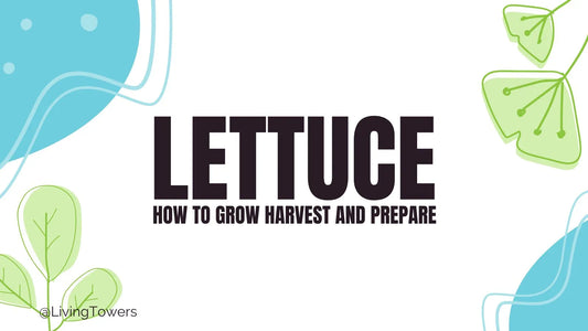 Lettuce: How to Grow in the Tower Garden, Harvest and Prepare