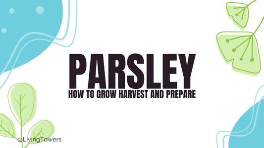 Parsley: How to Grow in the Tower Garden, Harvest and Prepare