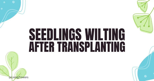 Why Are My Seedlings Wilting After Transplanting Into a Tower Garden?