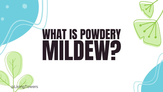 What is Powdery Mildew? 4 Easy Ways to Kick It to the Curb and Grow a Thriving Garden!