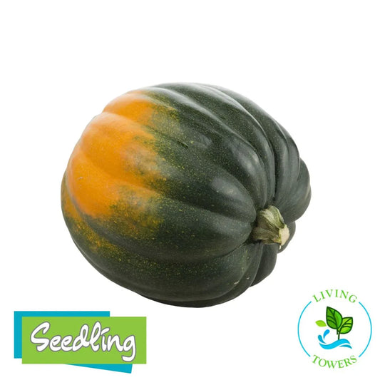 Vegetables - Squash, Acorn Tuffy
