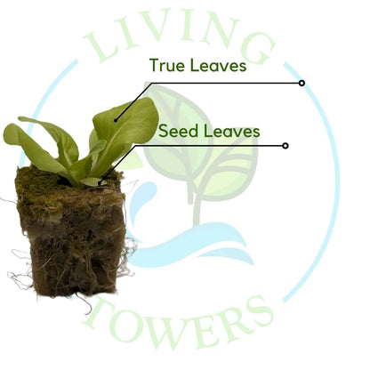 Adriana Butterhead Lettuce Tower Garden Seedling | Living Towers Florida Keys