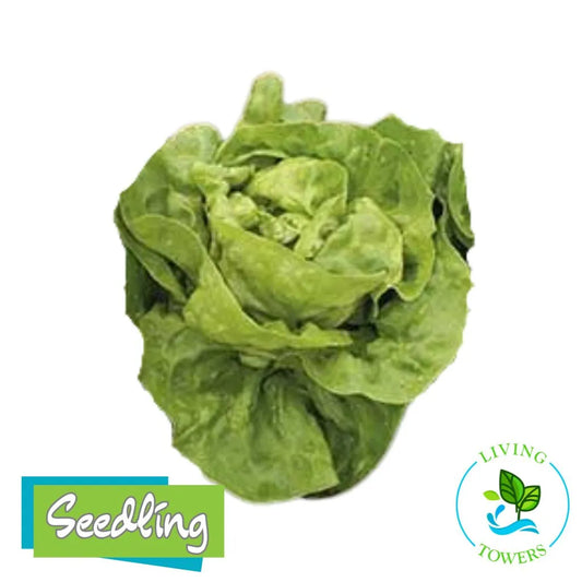 Green leafy vegetable with 'Seedling' and 'Living Towers' logos on a white background