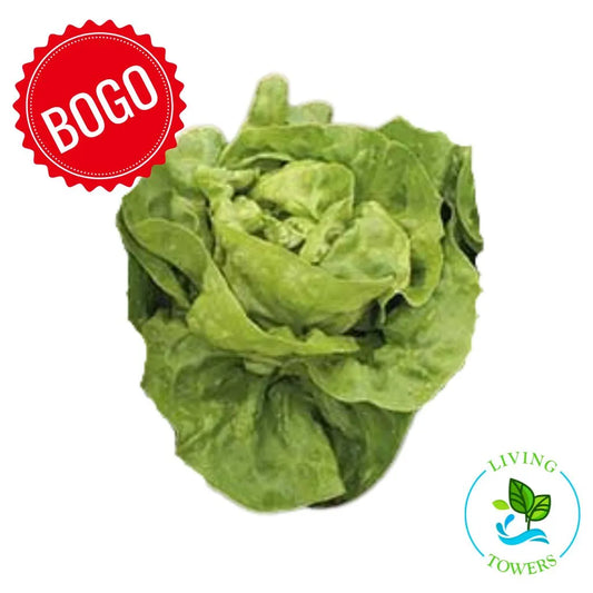 Lettuce - Butterhead, Adriana