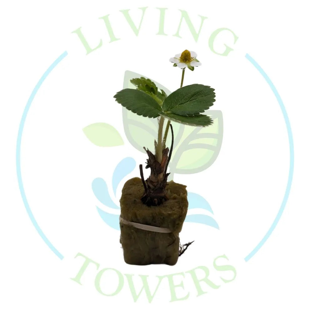 albion strawberries seeds Tower Garden Ready Albion Strawberry Seedling
