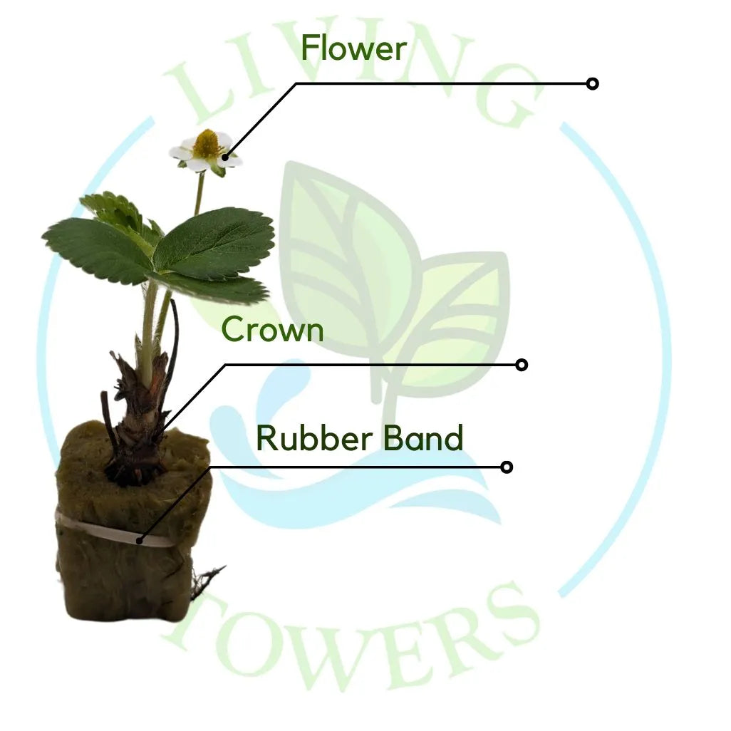 albion strawberries seeds Tower Garden Ready Albion Strawberry Seedling