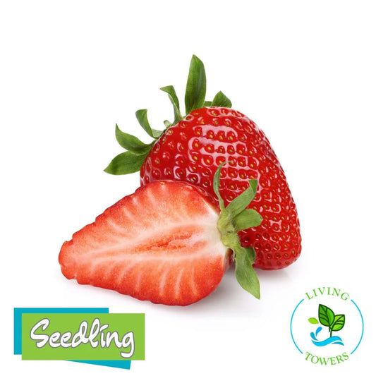 Fruit - Strawberry, Albion