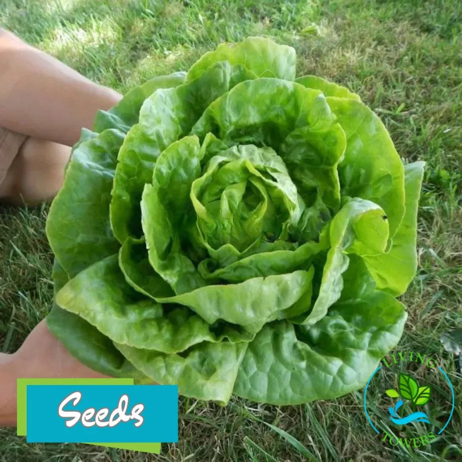 Lettuce - Butterhead, All The Year Round Seeds