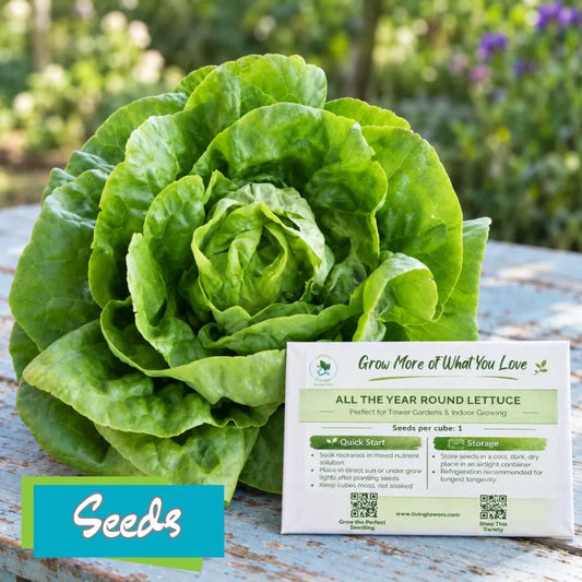 Lettuce - Butterhead, All The Year Round Seeds