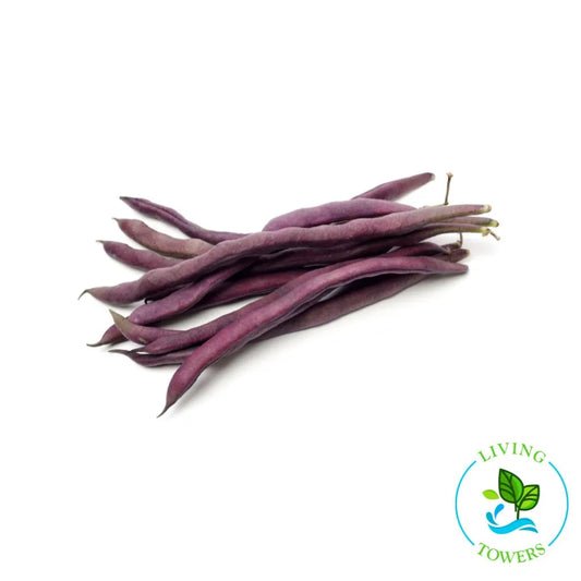 Amethyst Purple Bean Seedling | Living Towers Florida Keys