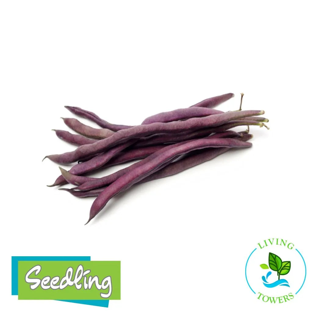 Vegetables - Beans, Amethyst