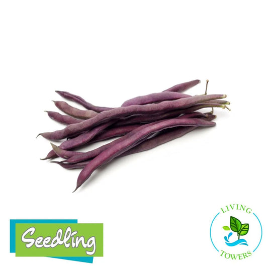 Vegetables - Beans, Amethyst