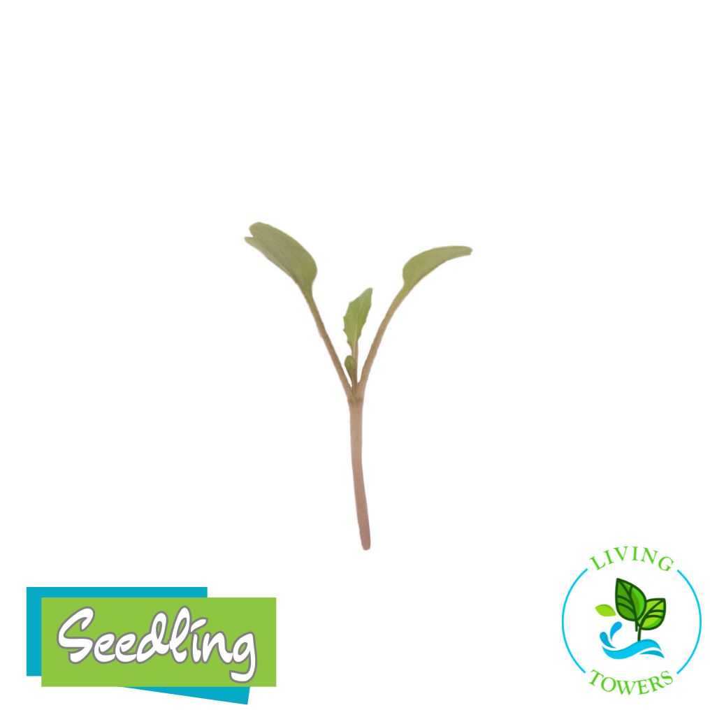 MicroGreens - Arugula